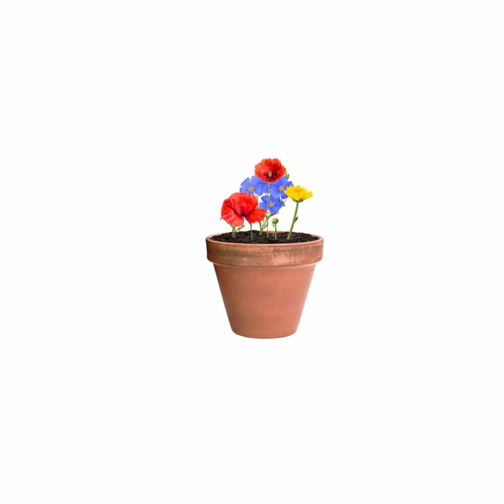 Biyok - kapsułka z nasionami kwiatów AP722147