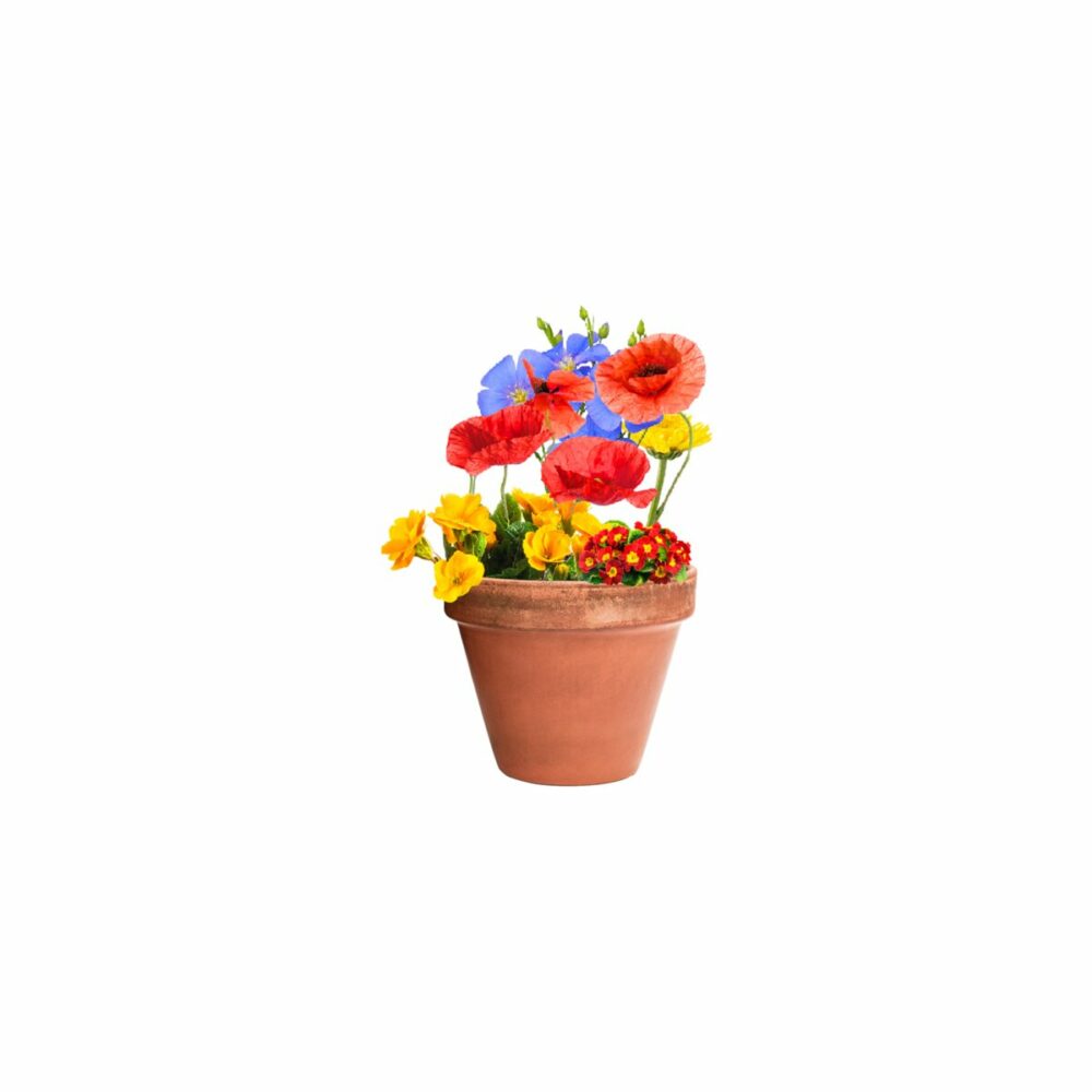 Biyok - kapsułka z nasionami kwiatów AP722147