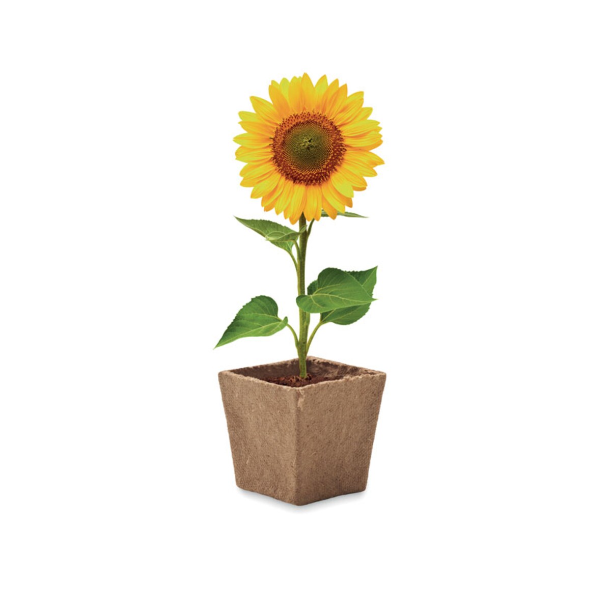 Zestaw do uprawy słonecznika SUNFLOWER KIT mo2411-13-top