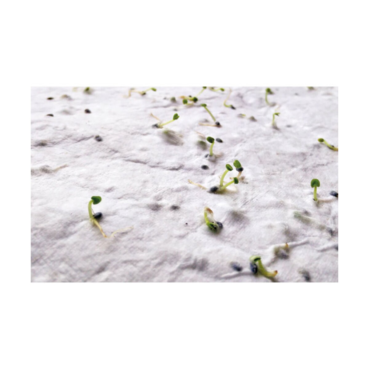 Wizytówka z nasionami dzikich k ASIDA mo2993-06-picture5