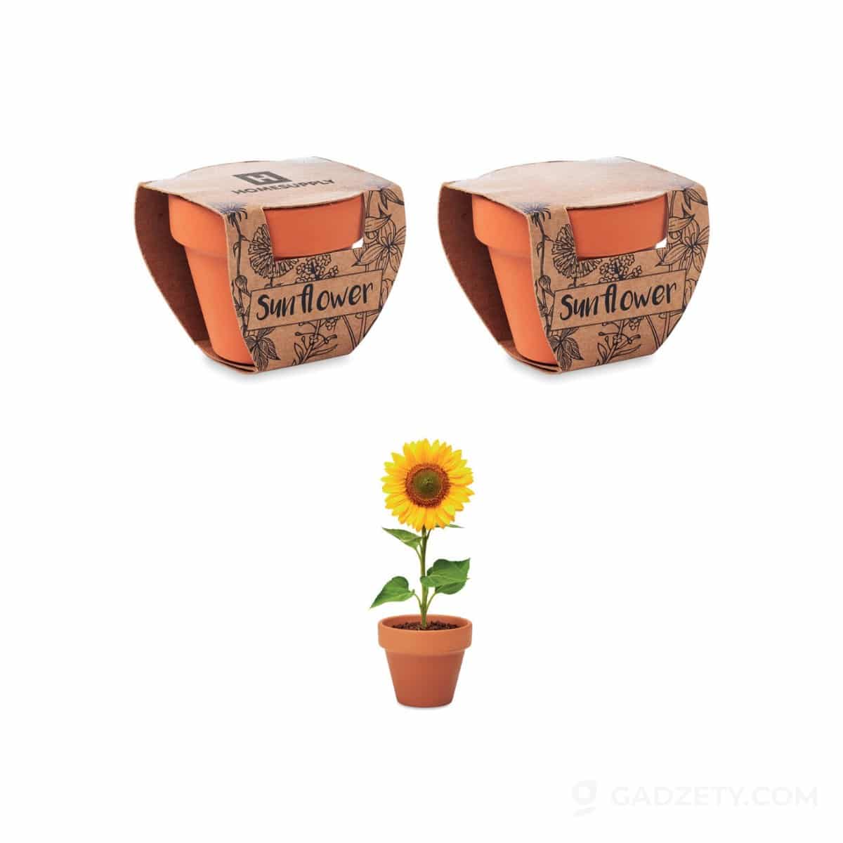 Doniczka Sunflower, z nasionami słonecznika