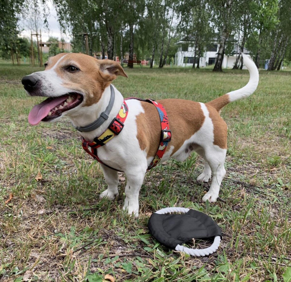 Frisbee dla psa RINGO 20059-02_l